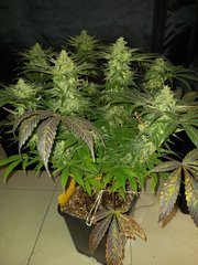 20201117_170306.jpg