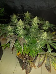 20201117_170325.jpg