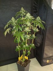 20201117_170449.jpg