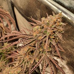 20201126_003446.jpg