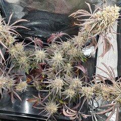 20201126_003723.jpg