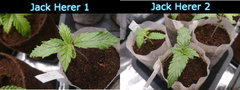 jack herrer.JPG