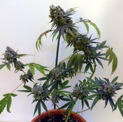 65.GD#14.JPG