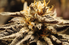 BLACK DOG de HSO