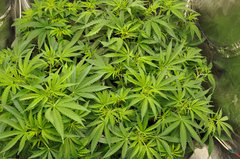 Fast Flowering Green Crack de HSO