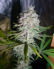70.GD#5.JPG