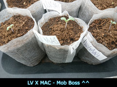 mob boss 2.JPG
