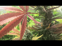 FLO+62 Washing-Machine GIF 1.GIF