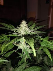 Godzilla Glue n°4 à 12/12 +39