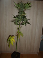 TC#2