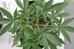 Fast Flowering Green Crack de HSO