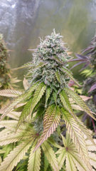 Special Occasion 2 - "Flo"+65