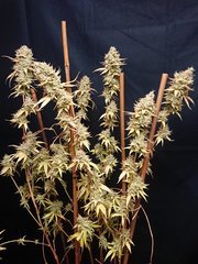 OG Kush "Flo"+77