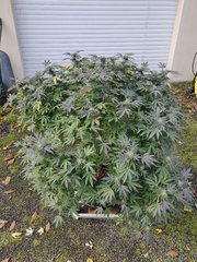 IMG_20201022_125637.jpg