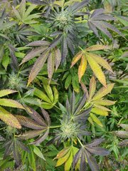 IMG_20201022_134505.jpg