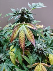 IMG_20201024_130424.jpg