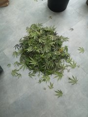 Purple orange leaf