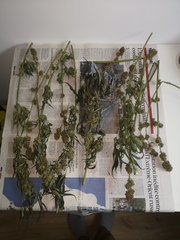 Dinamed cbd +