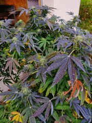 IMG_20201102_122915__01.jpg
