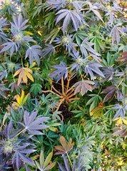 IMG_20201102_123414__01.jpg