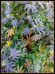 IMG_20201102_123414__01__01.jpg