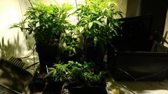 IMG_20201103_160037563.jpg
