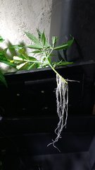 IMG_20201103_160105716.jpg