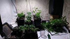 IMG_20201103_160830033.jpg