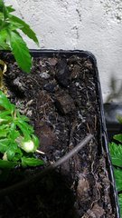 IMG_20201103_160946407.jpg