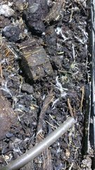 IMG_20201103_161001759.jpg