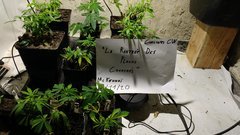 IMG_20201104_160543611.jpg