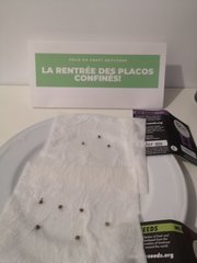 Germination