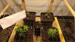 IMG_20201113_163037200.jpg