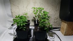 IMG_20201113_163338157.jpg