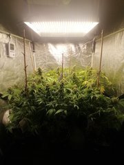 FLO +52 sous Mars Hydro TSW2000