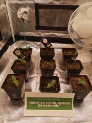 CBD#1 / Erdpurt C+8