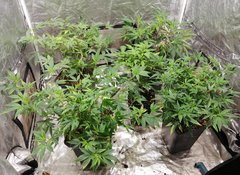 IMG_20201122_131516.jpg