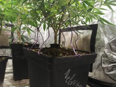 IMG_20201123_121354.jpg