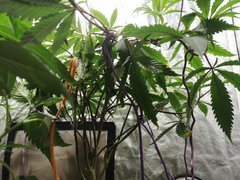 IMG_20201123_121413.jpg