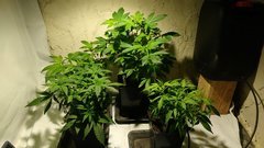 IMG_20201126_180611005.jpg