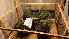 IMG_20201126_181053479.jpg