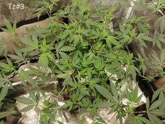 IMG_20201127_173710.jpg