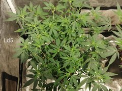 IMG_20201127_173734.jpg