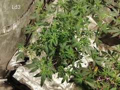 IMG_20201127_173807.jpg