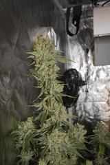 Sensi Seeds research #140 FLO+70