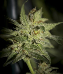 Sensi Seeds research #140 FLO+70