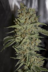 Sensi Seeds research #140 FLO+70