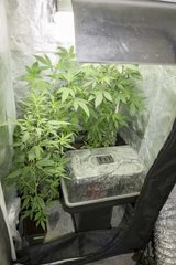 Box Croissance/ Germination