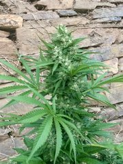 IMG_6585.jpeg