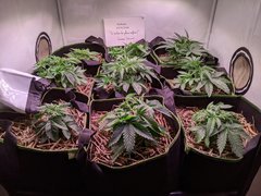 PXL_20201107_150032193.jpg